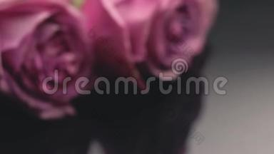 玫瑰的粉红色在一个黑暗的背景，清新的香水气味，花束礼物惊喜玫瑰。